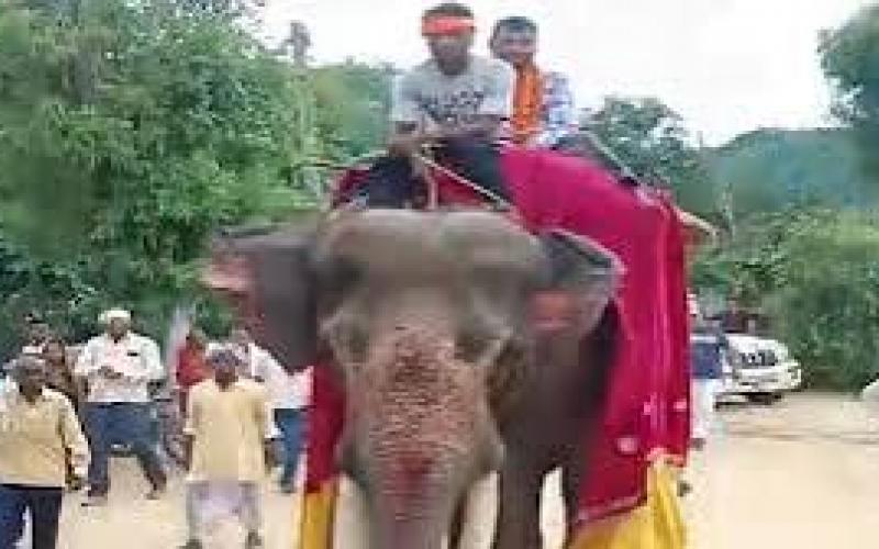 Father's unique celebration over son's government job: Son welcomed while riding an elephant; crowds gathered to witness the spectacle. hindi news latest news khabargali 