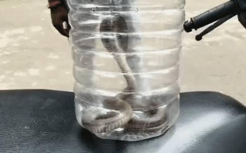 Young man bitten by a cobra; doctors said, "Bring the snake first, then we'll treat you." korba hindi news chhattisgarh news khabargali 
