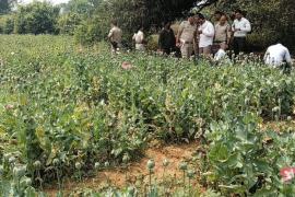 Opium cultivation busted, drug trade was going on under the guise of watermelon and cucumber. hindi news raigarh chhattisgarh khabargali 
