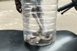Young man bitten by a cobra; doctors said, "Bring the snake first, then we'll treat you." Hindi news latest news khabargali 