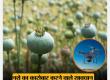 'Surgical Strike' via Drones: Administration Takes Major Action Against Opium Cultivation in Raigarh; Multiple Sites Destroyed Within 72 Hours. The 'Illicit Trade' of Opium Under the Guise of Vegetable Farming: Following Durg, Balrampur, and Tamnar, Opium Cultivation Racket Busted in Navin Ghatgaon and Mudagaon Lailunga, Chhattisgarh, Khabargali.