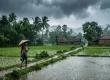  Rain alert for Chhattisgarh from July 1; Meteorological Department forecasts rainfall. raipur chhattisgarh hindi news khabargali 