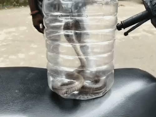 Young man bitten by a cobra; doctors said, "Bring the snake first, then we'll treat you." korba hindi news chhattisgarh news khabargali 