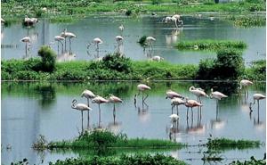 Wetland, Chhattisgarh, Forest Minister Akbar, Khabar Gali