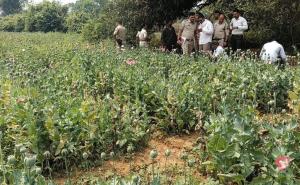  Opium cultivation busted, drug trade was going on under the guise of watermelon and cucumber. hindi news raigarh chhattisgarh khabargali 