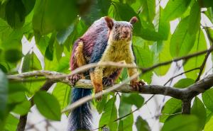  Rare giant Indian squirrel spotted in Devpur forest of Barnawapara, a major success in biodiversity conservation efforts raipur chhattisgarh hindi news khabargali 