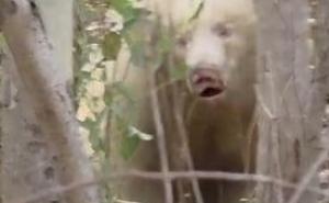Rare white albino bear spotted in forest, villagers panic hindi NEws chhattisgarh khabargali 