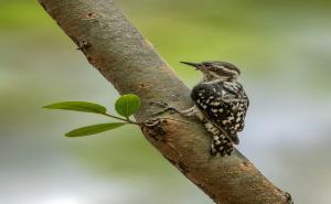 India's smallest woodpecker spotted during jungle safari; biodiversity gains new recognition. raipur chhattisgarh hindi news khabargali 