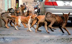 Child dies in stray dog attack in Korba; questions raised over safety measures; Municipal Corporation provides financial aid. Latest News hindi News khabargali 