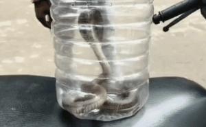 Young man bitten by a cobra; doctors said, "Bring the snake first, then we'll treat you." Hindi news latest news khabargali 