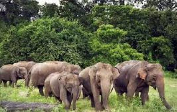 Elephants wreak havoc in Jharkhand, trampling three people to death hindi news latest news khabargali 