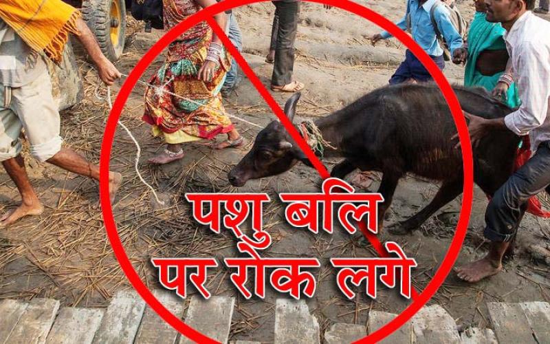 pashu bali, animal sacrifice