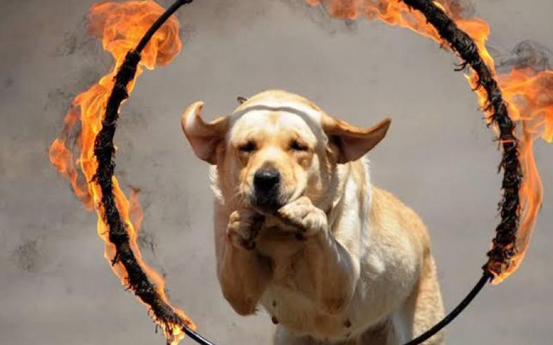 Dog and Cat Show in Rajdhani khabargali