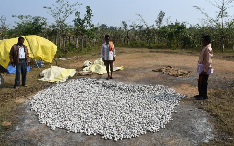 Vananchal Bijapur, Government Cosa Seed Center, Naimed, Sericulture, Cosaphal Production, Ayuttu Kudiyam, Khabargali,