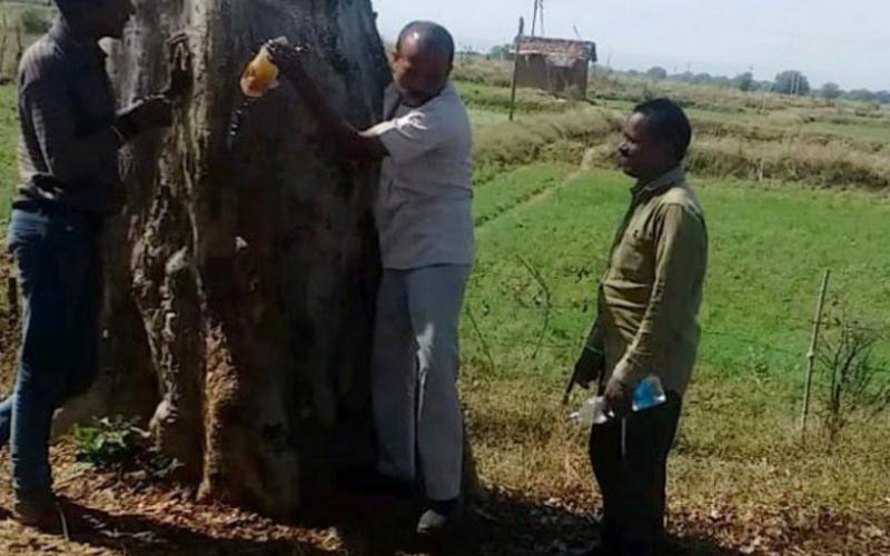 Removing water from tree trunk, Kawardha, Threat, Kauha, Xylem, Andhrashrada Nirmulan Samiti Chairman Dr. Dinesh Mishra, Khabargali