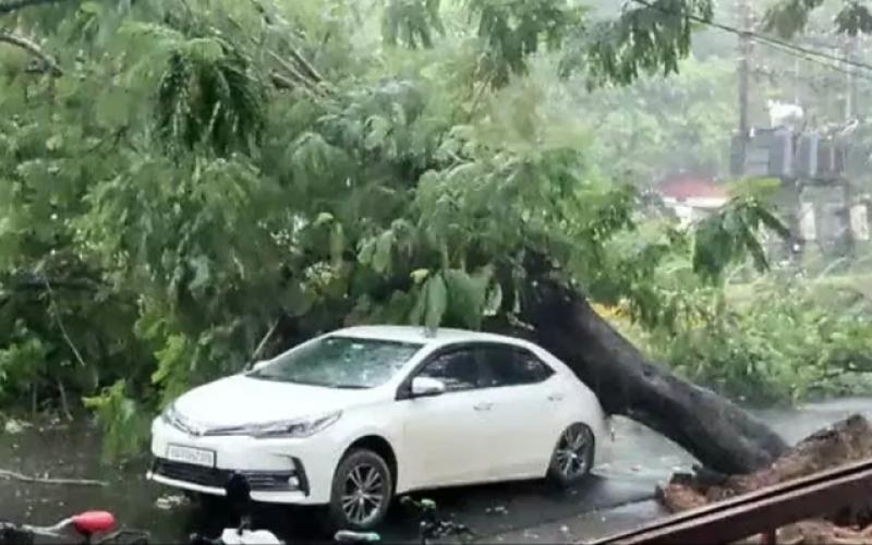 Rajdhani, Raipur, Shankar Nagar main road, Bharat Mata Chowk, thunderstorm, giant tree fell on top of the car, Khabargali