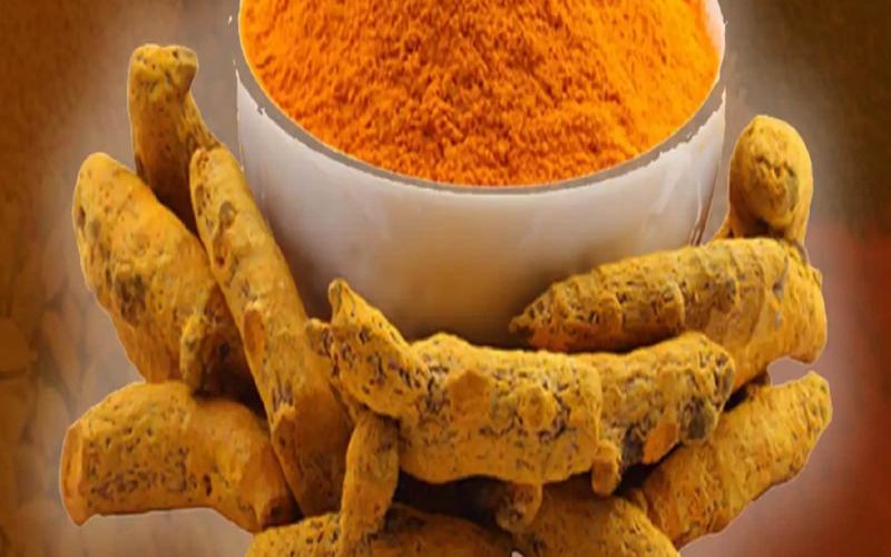 Turmeric is rich in anti-septic, anti-biotic properties, co-professor of Ayurvedic College, Dr.  Sanjay Shukla, Khabargali