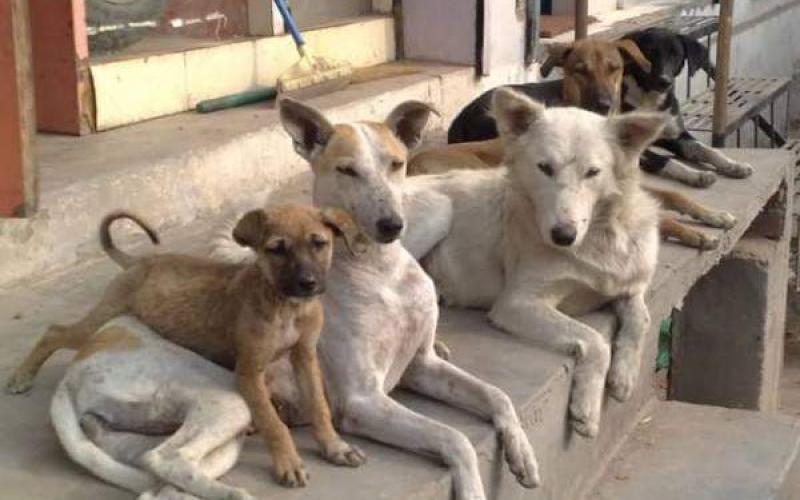 civilized society cruelty to stray dogs and abomination cats mumbai high court ,A division bench of Justice GS Kulkarni and Justice RN Laddha, Prevention of Cruelty to Animals Act, Animal Birth Control Rules, 2023, khabargali