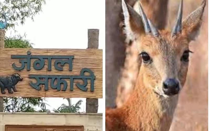 Raipur Jungle Safari Death of 17 Chausingha, Chief Forest Conservator Wildlife, M Mercy Bela, Chhattisgarh, Khabargali