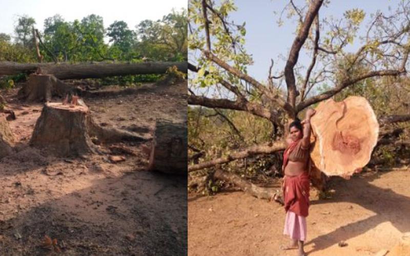 New revelation on Hasdev, the permission process of forest land for coal block had started during Bhupesh tenure itself, Forest Department had sent a letter to Rajasthan Government, Chhattisgarh, Khabargali