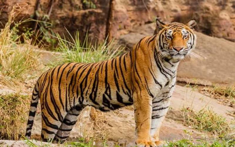 The country's third largest tiger reserve will be built in Chhattisgarh, in the meeting of the Council of Ministers of Chhattisgarh Government, an important decision has been taken to form Guru Ghasidas - Tamor Pingla Tiger Reserve, Khabargali