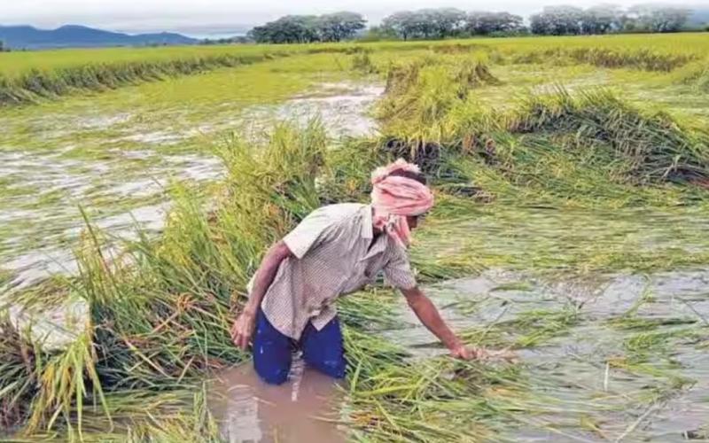 Big news for the farmers of Chhattisgarh, they will be able to get crop insurance till 16th August...  hindi news chhattisgarh news khabargali 