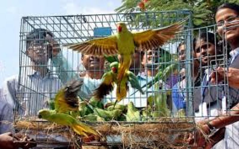 The effect of forest department's warning is visible, 55 parrots are free, action is being taken against those keeping them in cages...  cg news  hindi news latestnews khabargali