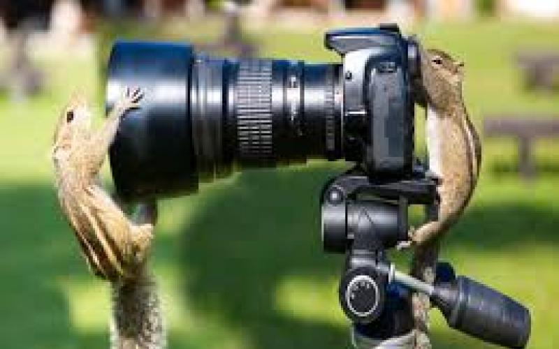 Today is World Photography Day, exhibition will be held in Art Gallery of Raipur...  cg news hindinews latest news khabargali 