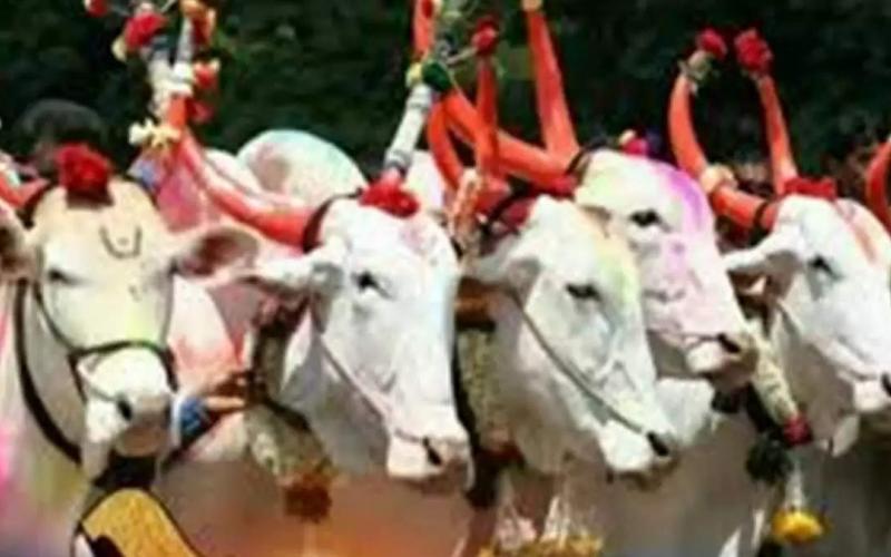 Pola festival will be celebrated with great pomp, bull race and bull decoration competition today... Cg news hindi news khabargali 