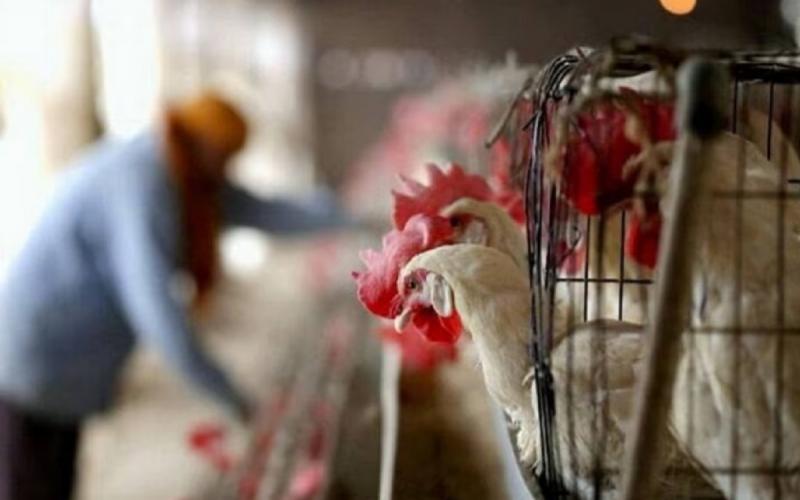 Chicken-mutton shops will remain closed for two days, action will be taken if the order is violated...  cg news hindinews cg bignews latestnews khabargali 