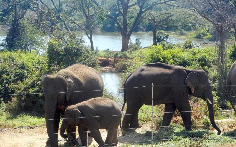 Now elephants will not die due to electric current in the state, the electricity company gave an affidavit in the High Court, saying this... Cg news latest news elephant news khabargli 