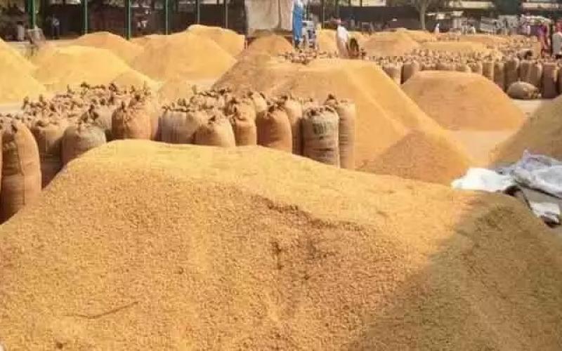 Paddy procurement will start in Chhattisgarh from November 15, farmers will get support price of Rs 3100 per quintal. Cg news latest news cg hindi news khabargli 