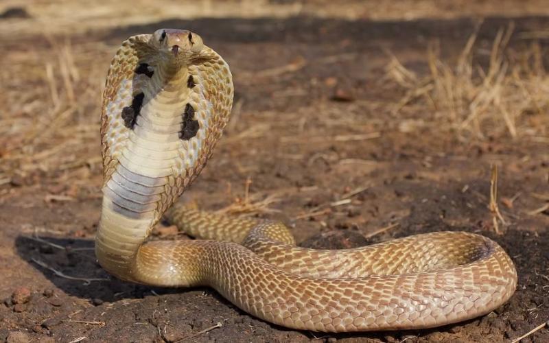 Two brothers were bitten by a snake, one died on the way and the other in the hospital.  cg news hindi news cg big news latest news khabargali 