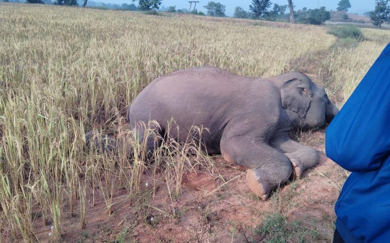 Dead body of elephant found in paddy field, forest department team engaged in investigation.