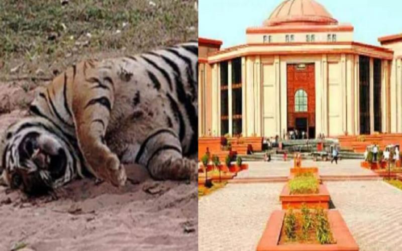 बाघ की मौत पर हाईकोर्ट ने जताई नाराजगी, 10 दिन में जवाब देने के दिए निर्देश खबरगली  High Court expressed displeasure over the death of the tiger, gave instructions to reply within 10 days cg news hindi news cg latest news khabargali 