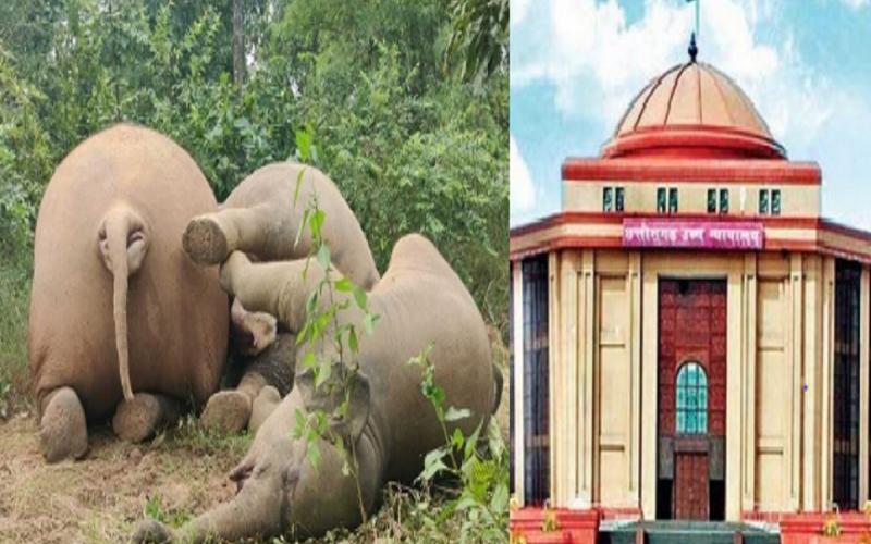  घरघोड़ा में 3 हाथियों की करंट मौत के मामले में हाईकोर्ट सख्त, दिया यह आदेश High Court is strict in the case of electrocution death of 3 elephants in Gharghoda, gave this order  cg news hindi news bilaspur news khabargali     