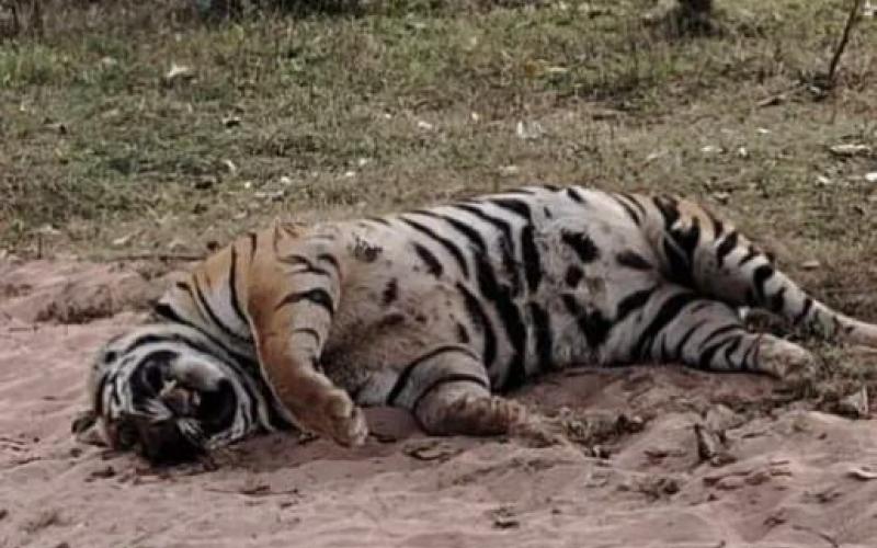 गुरु घासीदास नेशनल पार्क के पास मिला बाघ का शव, पीएम के बाद खुलेगा मौत का राज खबरगली Tiger's body found near Guru Ghasidas National Park, secret of death will be revealed after PM  cg news latest news cg big news khabargali   