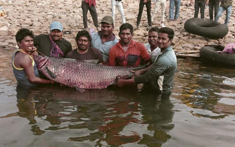 जलाशय में मिली 65 किलो की मछली, देखने लगी लोगों की भीड़ खबरगली  65 kg fish found in the reservoir, crowd of people started watching  cg news hindi news cg big news latest news khabargali 