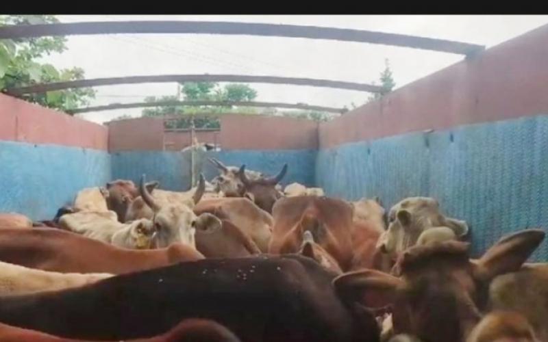 गौवंश तस्करी पर पुलिस की बड़ी कार्रवाई,  32 मवेशियों से भरे ट्रक को पकड़ा खबरगली Police took a big action against cow smuggling, seized a truck loaded with 32 cattle durg news  cg news cg big news latest news cg raipur news khabargali 