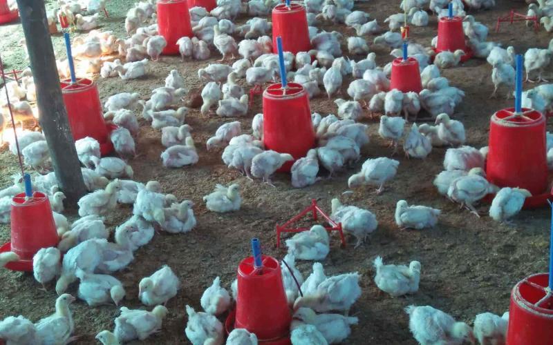Chicken sale will not be allowed for three months, collector has imposed a ban