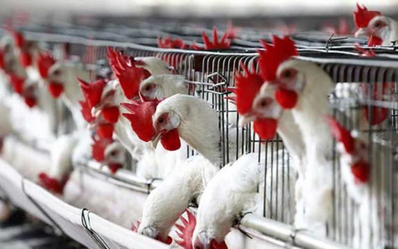 Two-day poultry conclave in Raipur, more than 3000 traders participated… latest News hindi News cg big news khabargali 