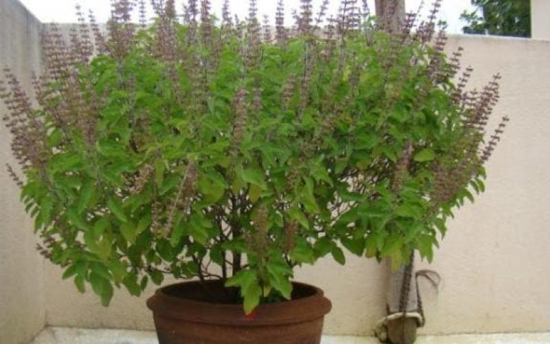 Chhattisgarh's sweet basil will sweeten chocolate, Durg's startup found a solution latest News hindi news khabargali 