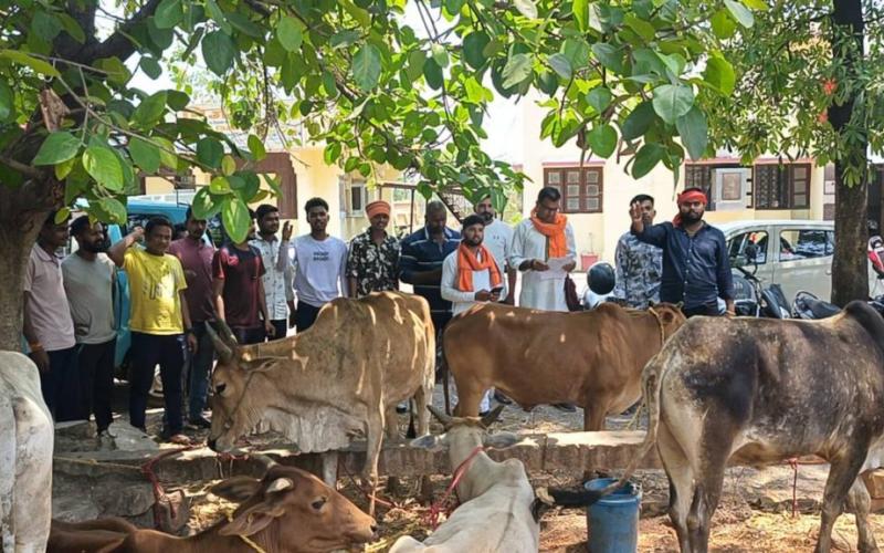 Police action on cow smuggling, 8 cows recovered from pickup vehicle, two accused arrested, Raipur, Chhattisgarh, Khabargali