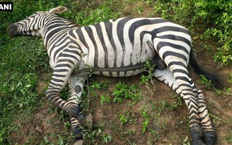 Zebra dies due to snake bite in Nandanvan Jungle Safari, it was recently brought from Ambani's zoo latest news hindi News cg big news khabargali 