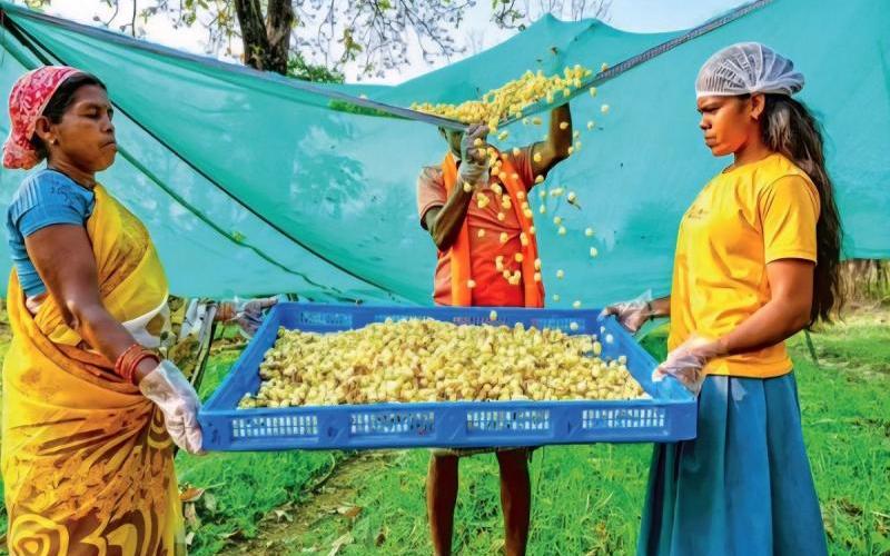 The fragrance of tea made from Mahua of Bastar reaches London, people are sipping 5 flavours  latest News hindi News big News khabargali 