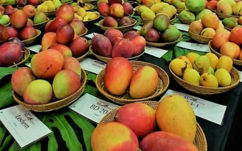 3-day National Mango Festival in Raipur, more than 200 varieties will be displayed latest News big news hindi News khabargli 