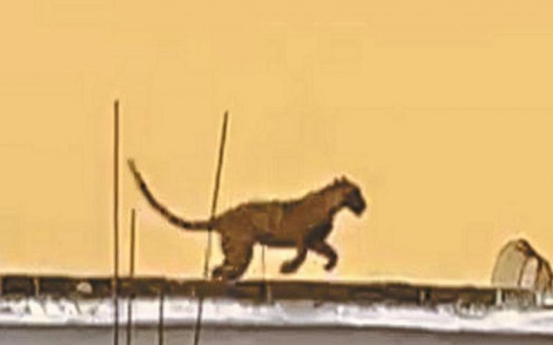 A dangerous leopard was stuck in the toilet for two days, panic spread in the entire village