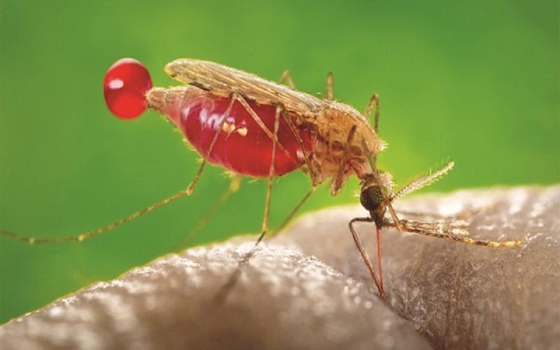 Malaria wreaks havoc in Chhattisgarh, 1265 patients found in 20 days Chhattisgarh news hindi big news latest news khabargali 