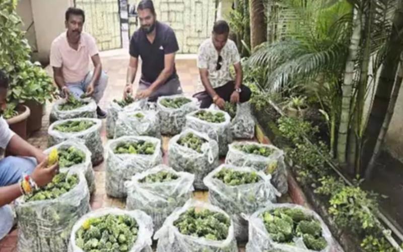 Unique initiative on Teej festival, councilor Akash Tiwari gifted bitter gourd to 1200 women Chhattisgarh news hindi News Big News latest khabargali 