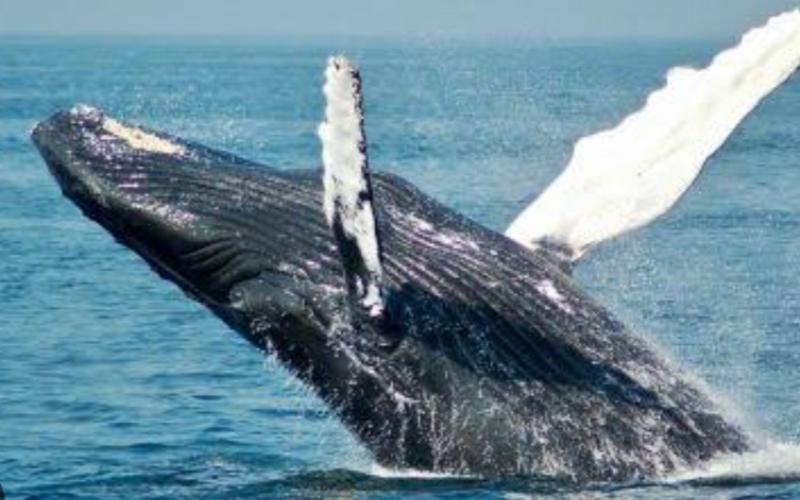 Amazing feat of GEC students, created satellite system to track whales, will be identified through live images and data cg hindi news big news latest News khabargali 